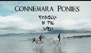 Connemara Ponies